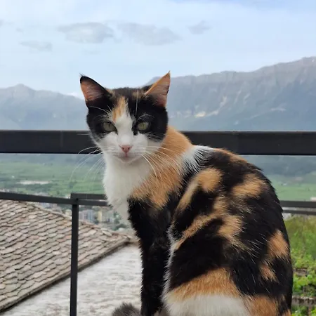 Luna 4*