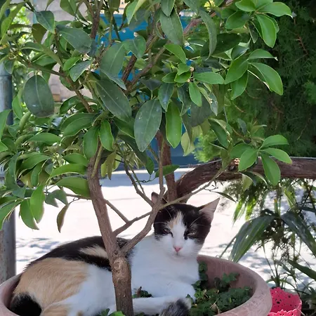 Luna *